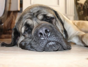 Dog sleeping, to illustrate TEEP definition, TEEP calculation, OEE vs. TEEP