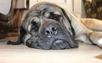 Dog sleeping, to illustrate TEEP definition, TEEP calculation, OEE vs. TEEP