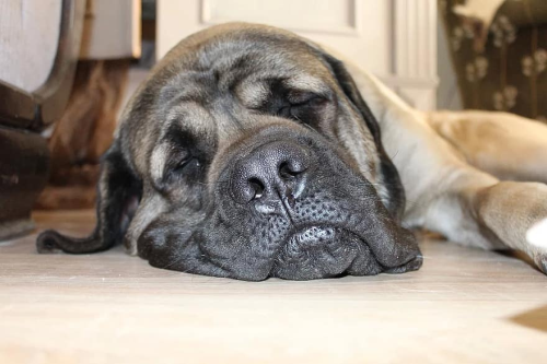 Dog sleeping, to illustrate TEEP definition, TEEP calculation, OEE vs. TEEP