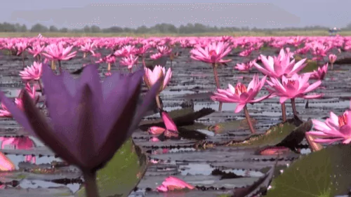 Lotus flowers in pond